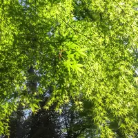 国立科学博物館附属自然教育園の写真・動画_image_76816