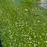 地蔵川の写真・動画_image_1239847