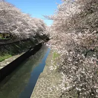 善福寺川緑地の写真・動画_image_124804