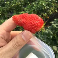 六いちご園の写真・動画_image_174386