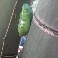 大江の山奥の写真・動画_image_199082