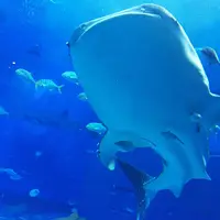 沖縄美ら海水族館の写真・動画_image_208465