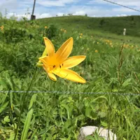 車山高原のニッコウキスゲの写真・動画_image_140631