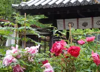 長谷寺の写真・動画_image_76082