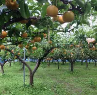 一の俣温泉の写真・動画_image_89633