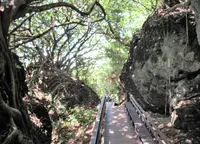 山猪溝原始森林歩道の写真・動画_image_1171474