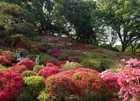 六義園の写真・動画_image_123755