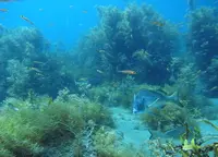 佐渡島の写真・動画_image_145347