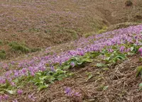 曲川木の根坂の写真・動画_image_177948