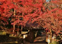 西教寺の写真・動画_image_445978