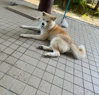 秋田犬見学所の写真・動画_image_1617802