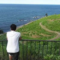 白米千枚田の写真・動画_image_216032