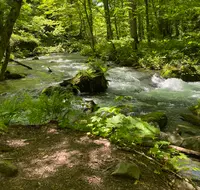 奥入瀬渓流　　の写真・動画_image_670980