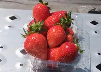 登坂苺園の写真・動画_image_17528