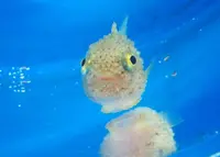 越前松島水族館の写真・動画_image_19228