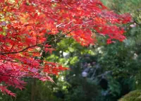 狸福神社の写真・動画_image_20535