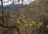 宝登山の写真・動画_image_21166