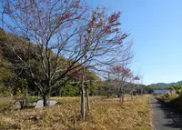 ひたすら歩きますの写真・動画_image_21720