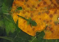 恐山の写真・動画_image_23223