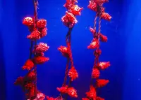 浅虫水族館の写真・動画_image_25365