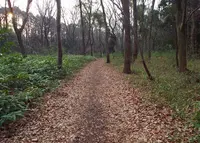 千葉県立船橋県民の森の写真・動画_image_25615