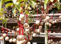 龍蓋寺（岡寺）の写真・動画_image_26293