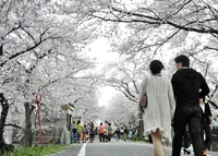 墨俣桜まつりの写真・動画_image_27042