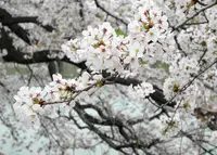 墨俣桜堤防の写真・動画_image_27043