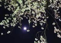 墨俣桜まつりの写真・動画_image_27068