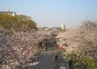 毛馬桜之宮公園の写真・動画_image_27100