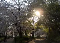 毛馬桜之宮公園の写真・動画_image_27101