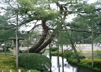 兼六園の写真・動画_image_27449