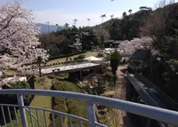 天橋立ビューランドの写真・動画_image_27505