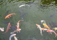 日本庭園 万博公園の写真・動画_image_28280