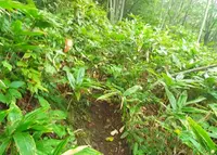 上大石神ピラミッドの写真・動画_image_29260