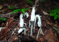 上大石神ピラミッドの写真・動画_image_29261