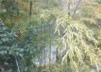 がま池の写真・動画_image_29411