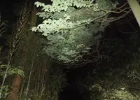 釈迦堂切通の写真・動画_image_29567