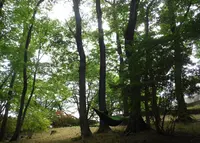 長峰公園の写真・動画_image_29952