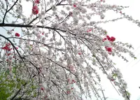 清里ポニー牧場の写真・動画_image_29974