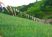 白井大町藤公園の写真・動画_image_30049