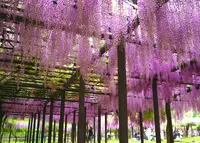 白井大町藤公園の写真・動画_image_30051