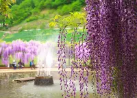 白井大町藤公園の写真・動画_image_30052
