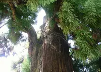 春日大社の写真・動画_image_30229