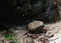 銀閣寺道（バス）の写真・動画_image_30282