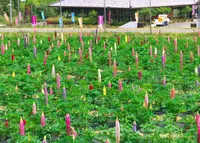 味わいの里みかづき　ルピナス畑の写真・動画_image_30700