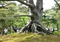 兼六園の写真・動画_image_32441