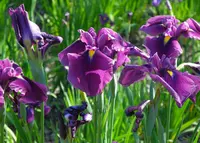 花菖蒲の名所の写真・動画_image_32637