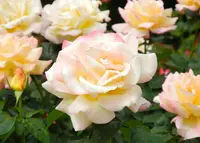 薔薇の名所の写真・動画_image_32661