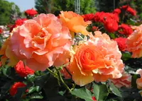 薔薇の名所の写真・動画_image_32662